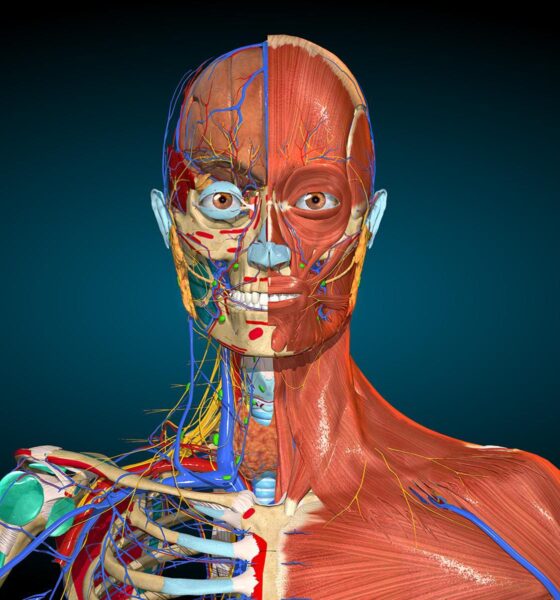 13 Tips to Study Anatomy more Effectively: Learn anatomy efficiently