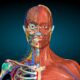 13 Tips to Study Anatomy more Effectively: Learn anatomy efficiently